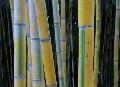 Moso Bamboo / Phyllostachys edulis 